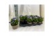 Gentiana scabra rocky diamond blue heart 