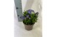 Gentiana scabra rocky diamond blue heart 