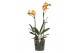 Phalaenopsis multiflora anthura las vegas Colours P15 A2 Las Vegas 9 b 