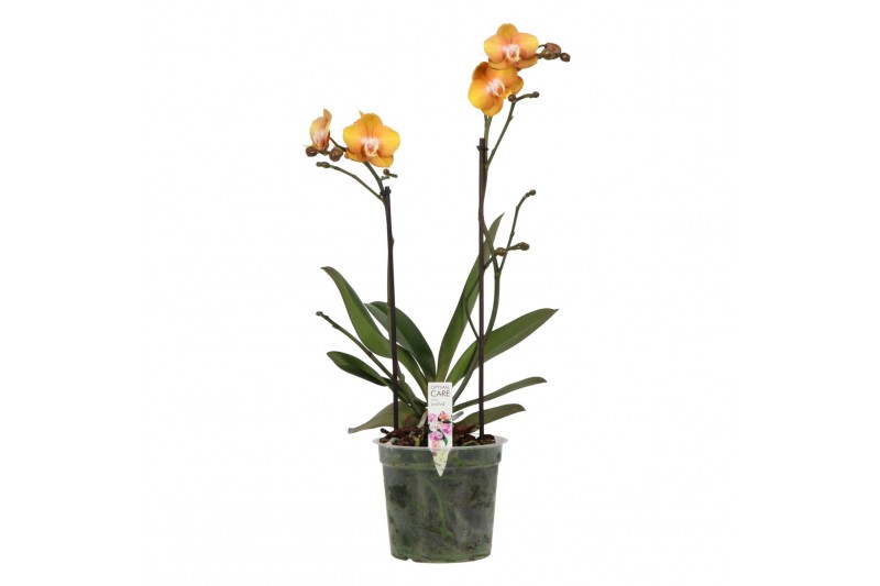 Phalaenopsis multiflora anthura las vegas Colours P15 A2 Las Vegas 9 b Phalaenopsis multiflora anthura las vegas Colours P15 A2 Las Vegas 9 b