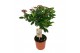 Viburnum tinus stam 