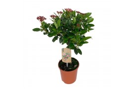 Viburnum tinus stam