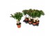 Viburnum tinus stam 