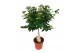 Viburnum tinus Viburnum Tinus op stam 