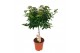 Viburnum tinus Viburnum Tinus op stam 