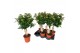 Viburnum tinus Viburnum Tinus op stam 