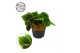 Pilea alumi Pilea Moon valley, 12cm 