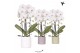 Phalaenopsis elegant cascade 2 tak niagara fall wit in pastel pot mix  