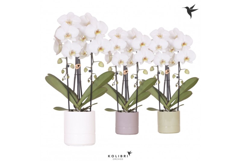 Phalaenopsis elegant cascade 2 tak niagara fall wit in pastel pot mix  