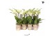 Phalaenopsis multiflora geel Kolibri Orchids - 2 tak, 16+ 