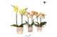 Phalaenopsis multiflora Kolibri Orchids - Yellow/Orange mix - 2 tak, 1 