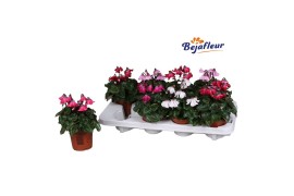 Cyclamen pers. super serie petticoat mix kleinbloemig