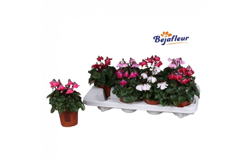 Cyclamen pers. super serie petticoat mix kleinbloemig Cyclamen pers. super serie petticoat mix kleinbloemig