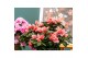 Rhododendron simsii mix Azalea Flandresse® hoes ton-sur-ton 