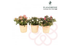 Rhododendron simsii mix Azalea Flandresse® Bamboe