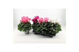 Cyclamen pers. super serrie mammoth Mix grootbloemig