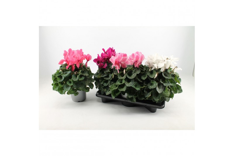 Cyclamen pers. super serrie mammoth Mix grootbloemig 