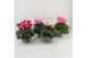 Cyclamen pers. super serrie mammoth Mix grootbloemig 