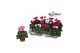 Cyclamen pers. super serie micro mix kleinbloemig 