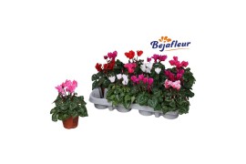 Cyclamen pers. super serie micro mix kleinbloemig