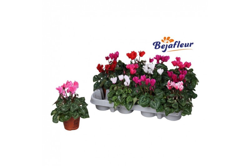 Cyclamen pers. super serie micro mix kleinbloemig Cyclamen pers. super serie micro mix kleinbloemig