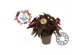 Begonia maculata black forest must have