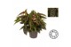 Begonia maculata double dot must have 