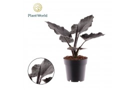 Alocasia antoro velvet Alocasia Antoro Velvet 1 pp