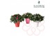 Rhododendron simsii mix Azalea Flandresse® Let Love Bloom 25 cm diamet 