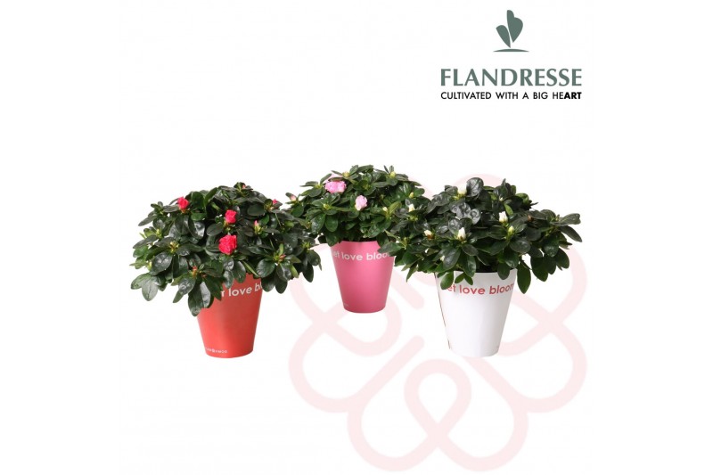 Rhododendron simsii mix Azalea Flandresse® Let Love Bloom 25 cm diamet 