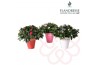Rhododendron simsii mix Azalea Flandresse® Let Love Bloom 25 cm diamet