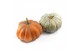 Cucurbita pepo Diverse sierpompoenen 2 (1047) 