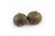 Cucurbita Groen/blauwe Hokkaido 8 (1011) 