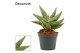 Sansevieria cylindrica artistic fan decorum 