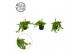 Pilea depressa 