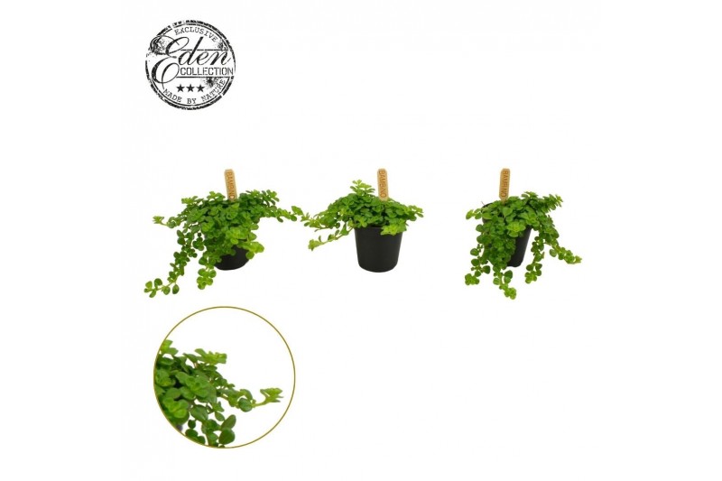 Pilea depressa 