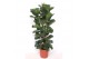 Ficus lyrata bambino Ficus lyrata bambino 3 per pot 3 pp 