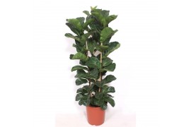 Ficus lyrata bambino Ficus lyrata bambino 3 per pot 3 pp