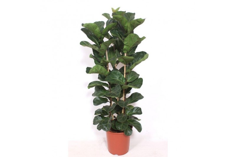 Ficus lyrata bambino Ficus lyrata bambino 3 per pot 3 pp 