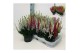 Calluna vulg. beauty ladies mix Trio - 20cm Diameter 