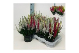 Calluna vulg. beauty ladies mix Trio - 20cm Diameter
