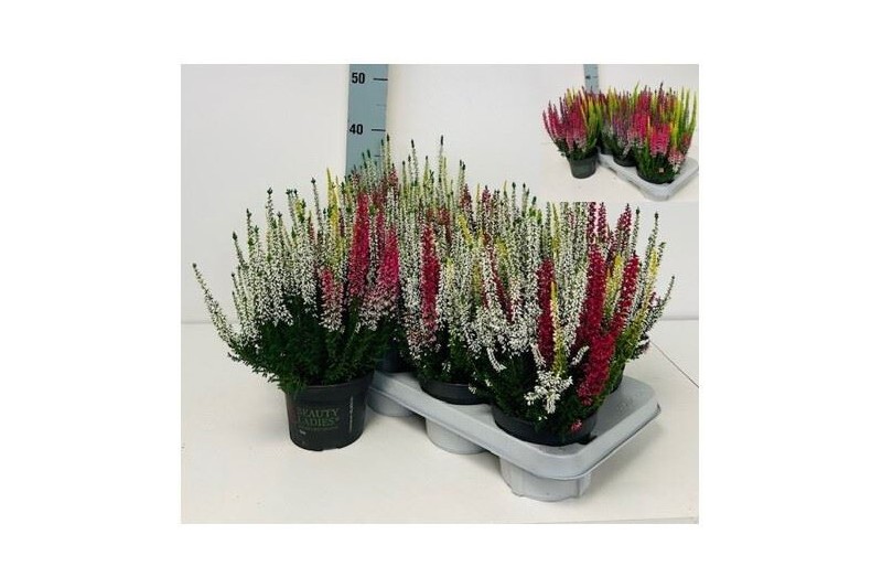 Calluna vulg. beauty ladies mix Trio - 20cm Diameter 