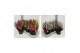 Calluna vulg. beauty ladies mix Trio - 20cm Diameter 