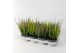 Calluna vulg. beauty ladies mix Trio - 20cm Diameter 