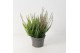 Calluna vulg. beauty ladies mix Trio - 20cm Diameter 