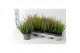 Calluna vulg. beauty ladies mix Trio - 20cm Diameter 