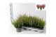 Calluna vulg. beauty ladies mix Trio - 20cm Diameter 