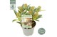 Skimmia japonica mystic marlot 