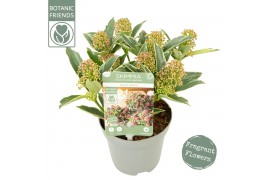 Skimmia japonica mystic marlot
