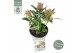 Skimmia japonica mystic marlot 